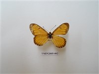 藏品(苧麻珍蝶)的圖片